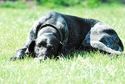 wye niemiecki, spinone italiano