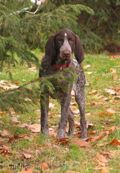wye niemiecki, spinone italiano