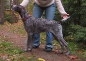 wye niemiecki, spinone italiano