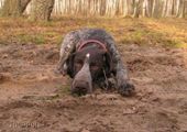 wye niemiecki, spinone italiano