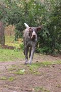 wye niemiecki, spinone italiano