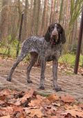 wye niemiecki, spinone italiano