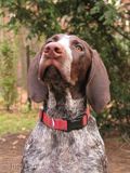 wye niemiecki, spinone italiano