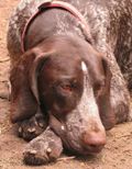 wye niemiecki, spinone italiano