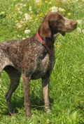 wye niemiecki, spinone italiano