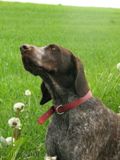 wye niemiecki, spinone italiano