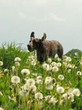 wye niemiecki, spinone italiano
