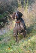 wye niemiecki, spinone italiano