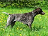 wye niemiecki, spinone italiano