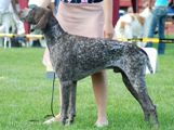 wye niemiecki, spinone italiano