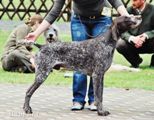 wye niemiecki, spinone italiano