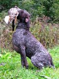 wye niemiecki, spinone italiano