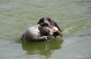 wye niemiecki, spinone italiano