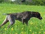 wye niemiecki, spinone italiano