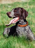 wye niemiecki, spinone italiano