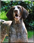 wye niemiecki, spinone italiano