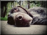 wye niemiecki, spinone italiano