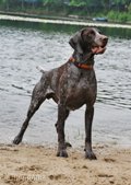 wye niemiecki, spinone italiano