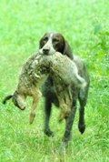 wye niemiecki, spinone italiano