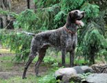 wye niemiecki, spinone italiano