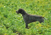 wye niemiecki, spinone italiano
