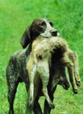 wye niemiecki, spinone italiano