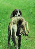 wye niemiecki, spinone italiano