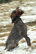 wye niemiecki, spinone italiano