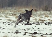 wye niemiecki, spinone italiano