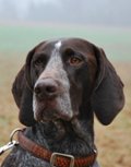 wye niemiecki, spinone italiano
