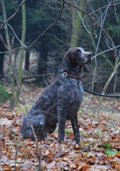 wye niemiecki, spinone italiano