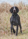 wye niemiecki, spinone italiano