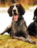 wye niemiecki, spinone italiano