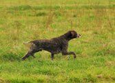 wye niemiecki, spinone italiano