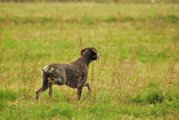 wye niemiecki, spinone italiano
