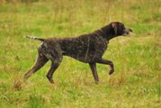 wye niemiecki, spinone italiano
