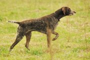 wye niemiecki, spinone italiano
