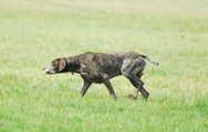 wye niemiecki, spinone italiano