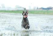 wye niemiecki, spinone italiano
