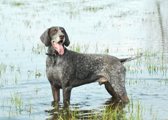 wye niemiecki, spinone italiano