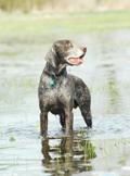 wye niemiecki, spinone italiano