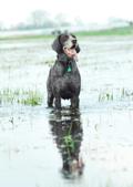 wye niemiecki, spinone italiano