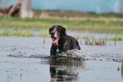 wye niemiecki, spinone italiano