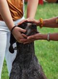 wye niemiecki, spinone italiano
