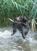 wye niemiecki, spinone italiano