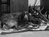wye niemiecki, spinone italiano