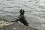 wye niemiecki, spinone italiano