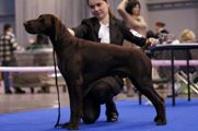wye niemiecki, spinone italiano