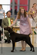 wye niemiecki, spinone italiano