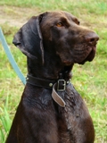 wye niemiecki, spinone italiano